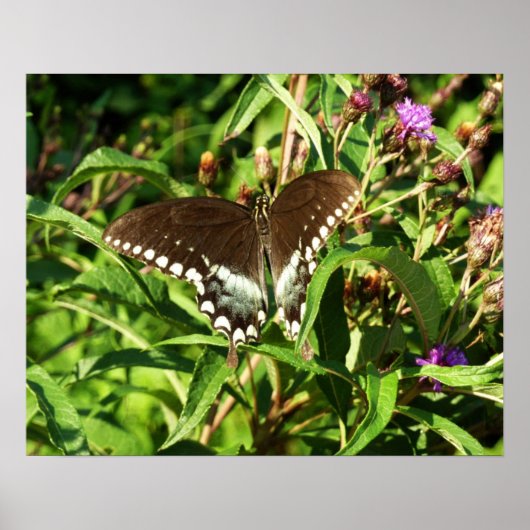 Zwarte Staartvlinder Natuurfotografie Poster (Voorkant)