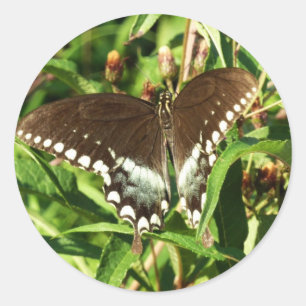 Zwarte Staartvlinder Natuurfotografie Ronde Sticker