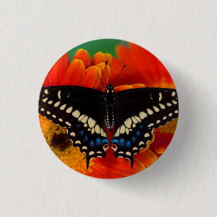 Zwarte Staartvlinder op Gerberia-margriet Ronde Button 3,2 Cm