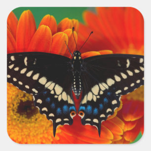 Zwarte Staartvlinder op Gerberia-margriet Vierkante Sticker