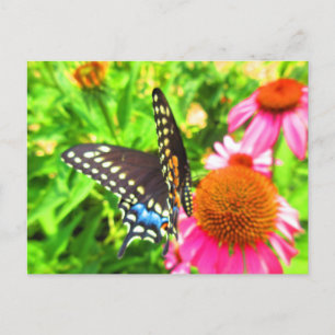 Zwarte Staartvlinder op Roze Echinacea Bloemen Briefkaart