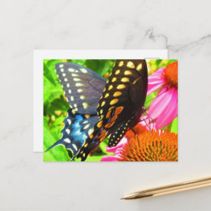 Zwarte Staartvlinder op Roze Echinacea Bloemen Briefkaart