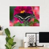Zwarte Staartvlinder op Zinnia Poster (Thuiskantoor)