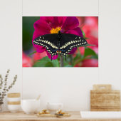 Zwarte Staartvlinder op Zinnia Poster (Keuken)