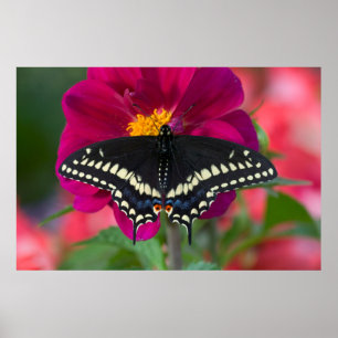 Zwarte Staartvlinder op Zinnia Poster