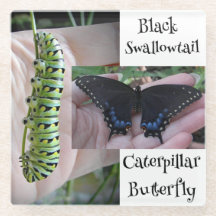 Zwarte Staartvlinder Rups/Vlinder