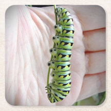 Zwarte Staartvlinder Rups/Vlinder