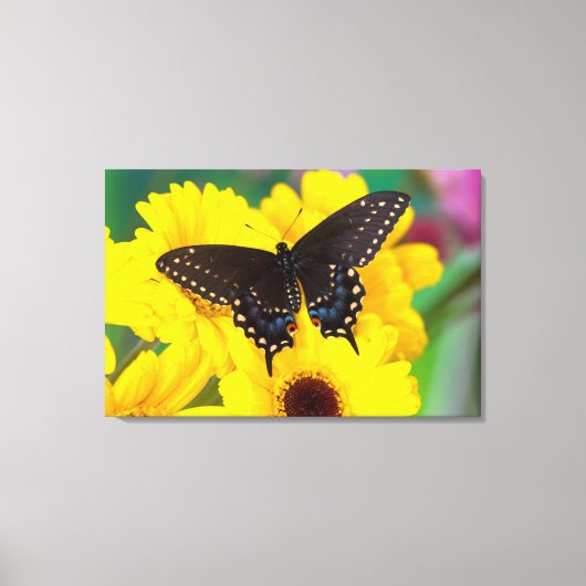 Zwarte Staartvlinder vlinder Canvas Afdruk (Voorkant)