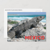 Zwarte stekelstaartleguaan in Mexico Briefkaart (Voorkant / Achterkant)