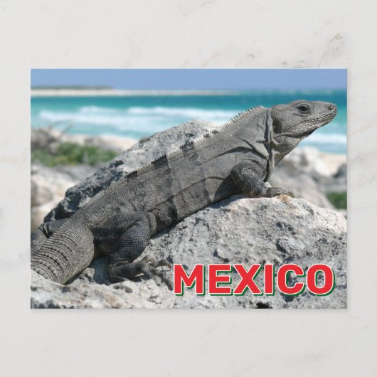 Zwarte stekelstaartleguaan in Mexico Briefkaart (Voorkant)