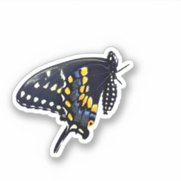 Zwarte Sticker met zwaluwstaartvlinder