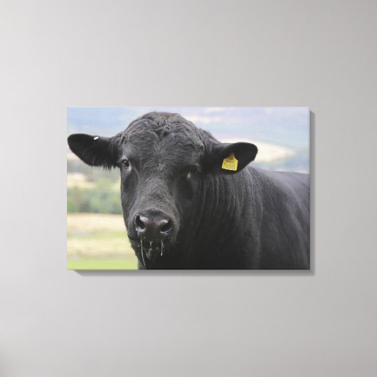 Zwarte stier van angus canvas afdruk (Voorkant)