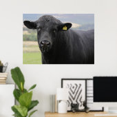 Zwarte stier van angus poster (Thuiskantoor)