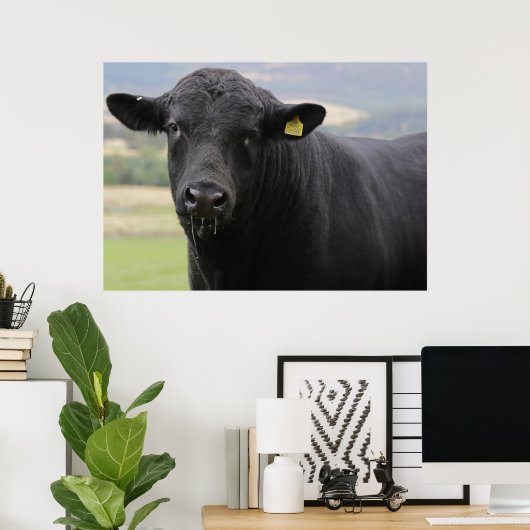 Zwarte stier van angus poster (Thuiskantoor)
