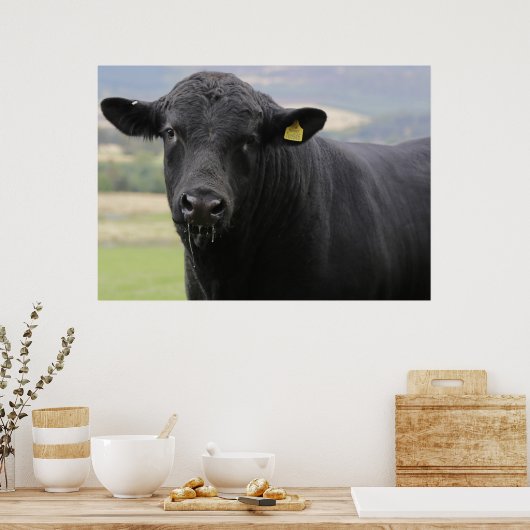Zwarte stier van angus poster (Keuken)