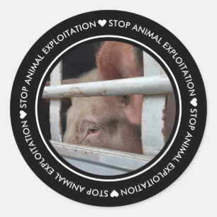 Zwarte Stop Dierenuitbuiting Varken Foto Sticker