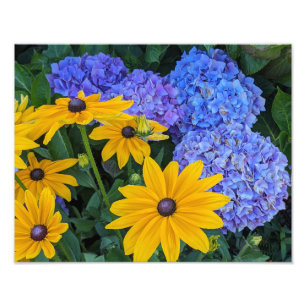 Zwarte Susan en Blauwe Hortensia Bloemen Foto Afdruk