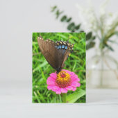 Zwarte Swallowtail Butterfly op een roze ventilato Briefkaart (Staand voorkant)