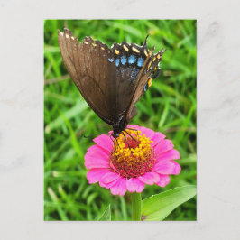 Zwarte Swallowtail Butterfly op een roze ventilato Briefkaart