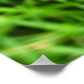 Zwarte Swallowtail Butterfly op een roze ventilato Poster (Hoek)