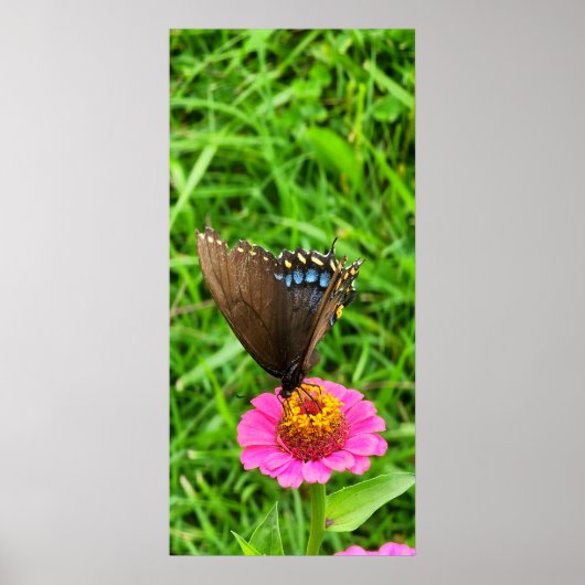 Zwarte Swallowtail Butterfly op een roze ventilato Poster (Voorkant)