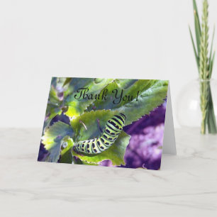 Zwarte Swallowtail Caterpillar 2 Wenskaart Bedankkaart