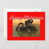 Zwarte swans briefkaart (Voorkant / Achterkant)