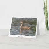 Zwarte-swans-groet (brede rand) kaart (Achterkant)