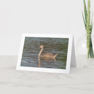 Zwarte-swans-groet (brede rand) kaart