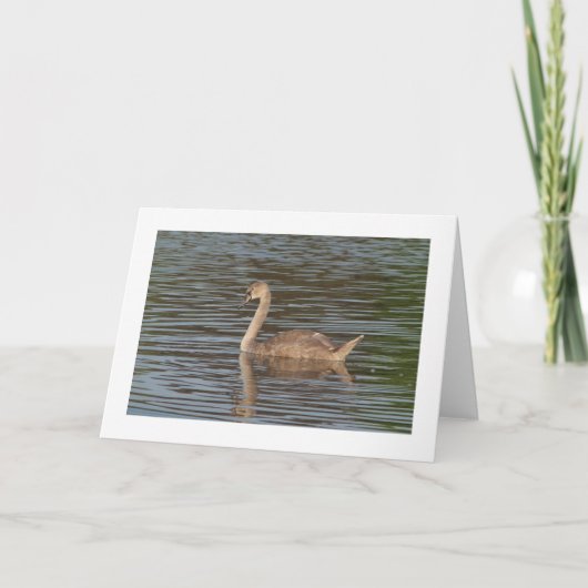 Zwarte-swans-groet (brede rand) kaart (Voorkant)