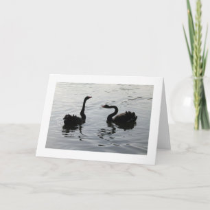 Zwarte-swans-groet (brede rand) kaart