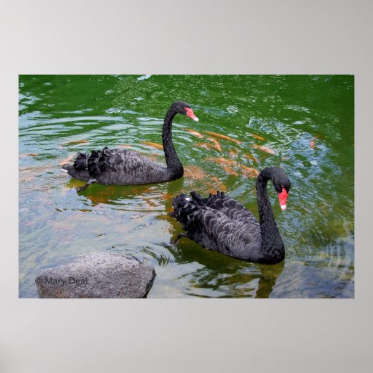 Zwarte swans poster (Voorkant)