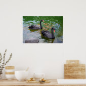 Zwarte swans poster (Keuken)