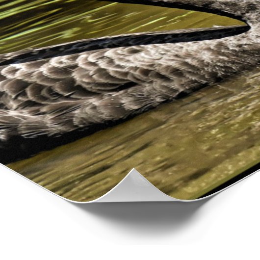 Zwarte swans poster (Hoek)