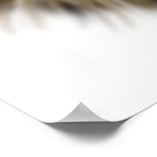 Zwarte tablet Maine Coon Cat Poster (Hoek)