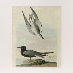 Zwarte Tern uit Audubon's Birds of America Legpuzzel
