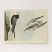 Zwarte Tern uit Audubon's Birds of America Legpuzzel (Horizontaal)