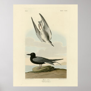 Zwarte Tern uit Audubon's Birds of America Poster