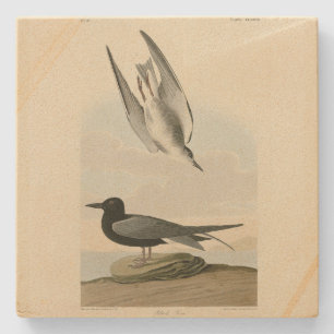Zwarte Tern uit Audubon's Birds of America Stenen Onderzetter