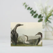 Zwarte-Throated Diver Loon Audubon Birds of Americ Briefkaart (Staand voorkant)