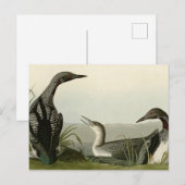 Zwarte-Throated Diver Loon Audubon Birds of Americ Briefkaart (Voorkant / Achterkant)