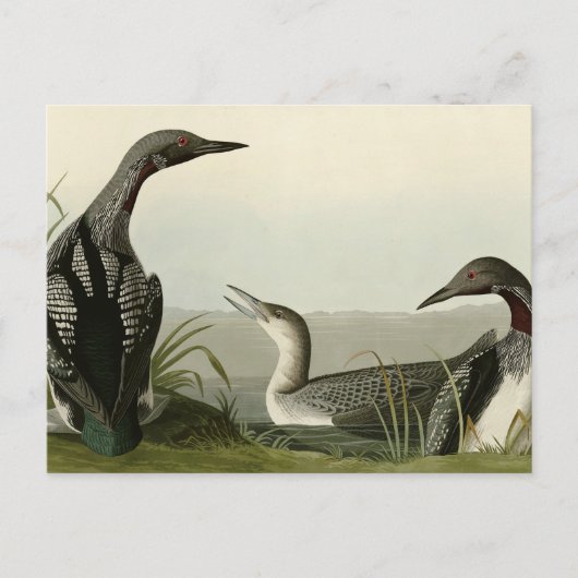 Zwarte-Throated Diver Loon Audubon Birds of Americ Briefkaart (Voorkant)