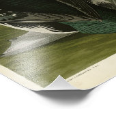 Zwarte-Throated Diver Loon Audubon Birds of Americ Foto Afdruk (Hoek)