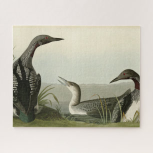 Zwarte-Throated Diver Loon Audubon Birds of Americ Legpuzzel