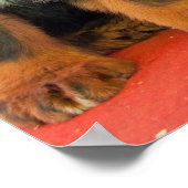 Zwarte Tibetaanse Mastiff Poster (Hoek)