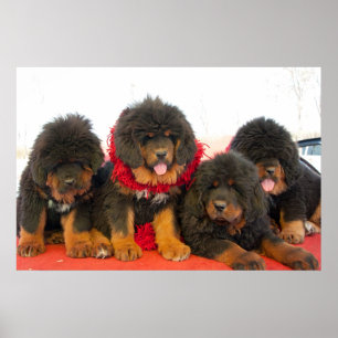 Zwarte Tibetaanse Mastiff Poster