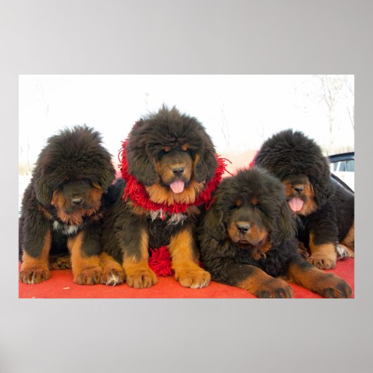 Zwarte Tibetaanse Mastiff Poster (Voorkant)