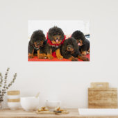 Zwarte Tibetaanse Mastiff Poster (Keuken)