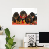 Zwarte Tibetaanse Mastiff Poster (Thuiskantoor)
