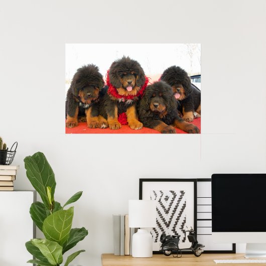 Zwarte Tibetaanse Mastiff Poster (Thuiskantoor)